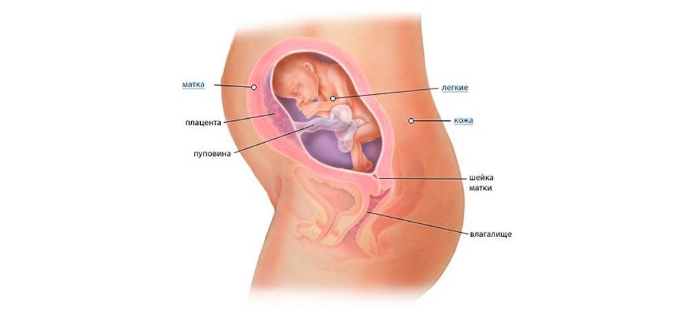 24 неделя беременности - ощущение, развитие плода, рекомендации