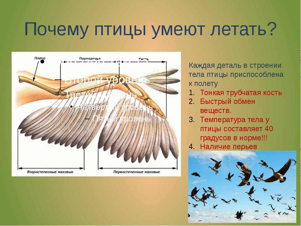 Презентация на тему "почему птицы летают?" для 3 класса