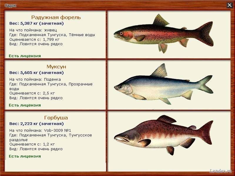 Рыба в рационе ребенка: краткое руководство по выбору и приему пищи