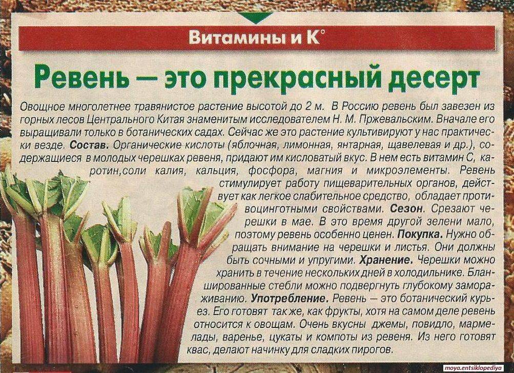 Ревень во время беременности: полезные свойства и противопоказания. польза и вред ревеня для организма человека