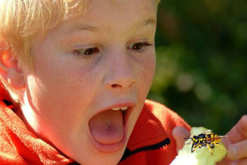 Ребенок боится мух: как ему помочь?