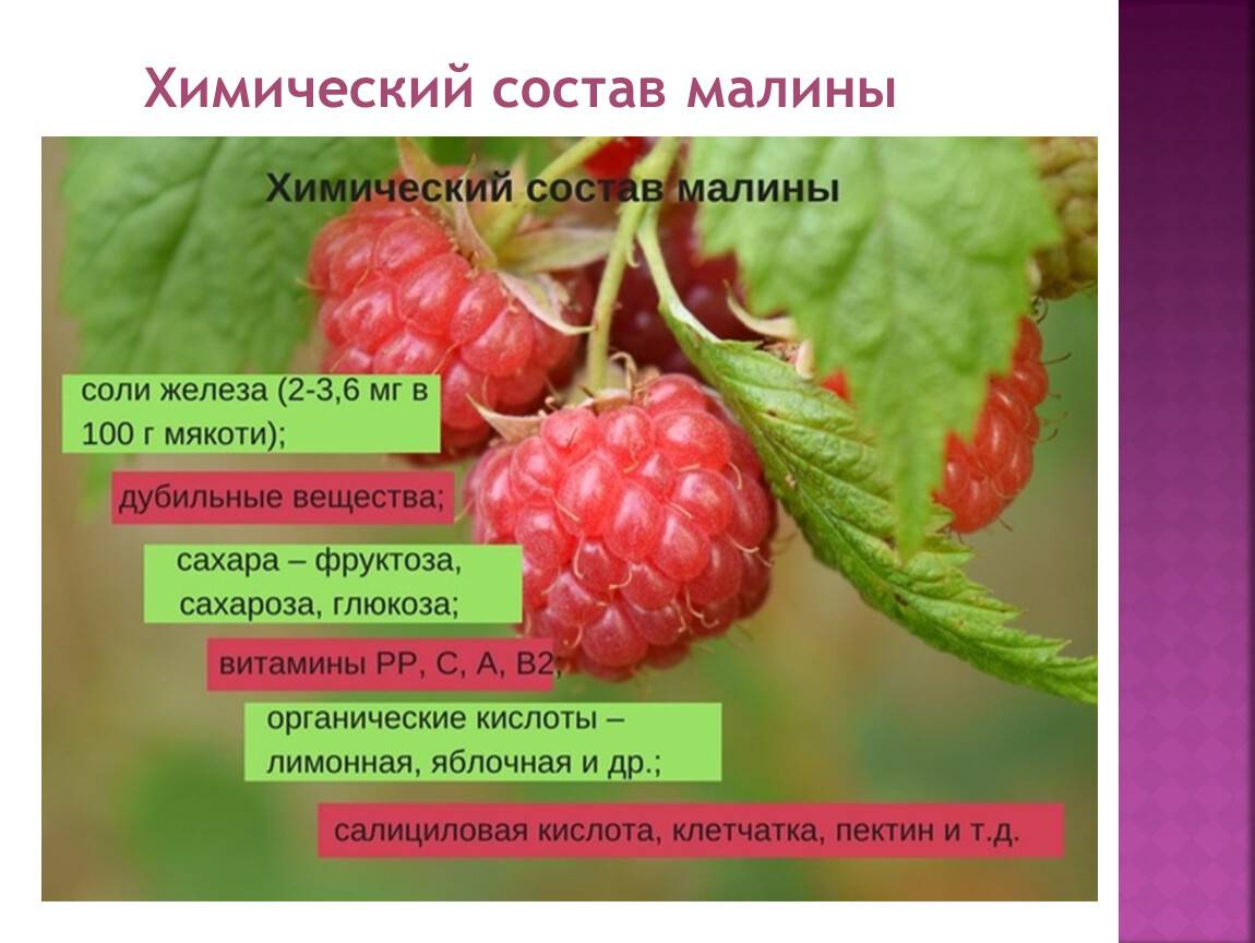 Малина при грудном вскармливании: польза и вред ягоды, можно ли есть её маме, с какого месяца включать в рацион при гв, а также когда разрешается давать малышу?