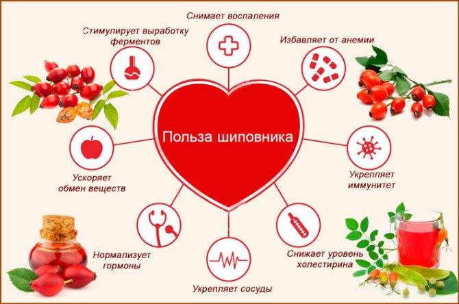 Шиповник при грудном вскармливании: можно ли пить отвар кормящей маме, особенности употребления