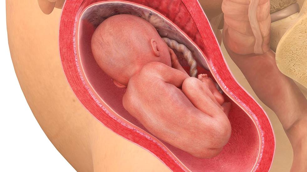 23 неделя беременности: что происходит в организме женщины и с плодом, исследования и осложнения на этом сроке, рекомендации и отзывы