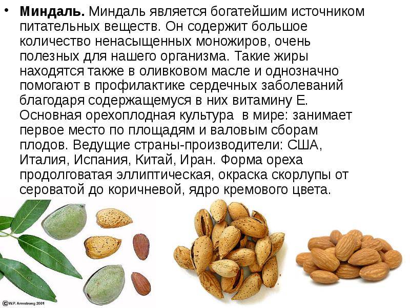 Можно ли миндаль при грудном вскармливании, как правильно вводить в рацион