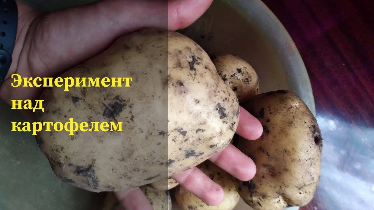 Почему постоянно хочется во время беременности жареный картофель и чем его можно заменить: польза и вред, порции и способ приготовления